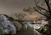 千鳥ヶ淵緑道の写真・動画_image_68270