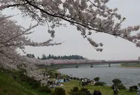 桧木内川桜並木の写真・動画_image_130705