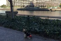 豊洲橋梁の写真・動画_image_168796