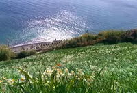 灘黒岩水仙郷の写真・動画_image_186037