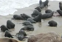 ケープ・クロスの写真・動画_image_207306