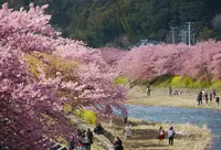 踊り子温泉会館の写真・動画_image_296141