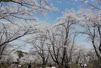 蓼科山聖光寺の写真・動画_image_310013