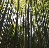 地蔵院（竹の寺）の写真・動画_image_77682