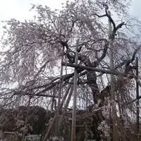 畑のしだれ桜の写真・動画_image_128800