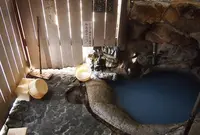 つぼ湯の写真・動画_image_21738
