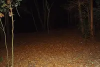八王子城跡の写真・動画_image_22848