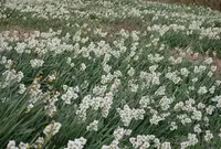 男木島の写真・動画_image_23931