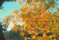 蓮華寺の写真・動画_image_241247