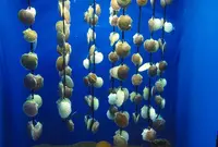 浅虫水族館の写真・動画_image_25366