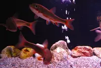浅虫水族館の写真・動画_image_25367