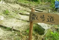 まんさくの写真・動画_image_25743