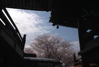 大谷本廟の写真・動画_image_26924