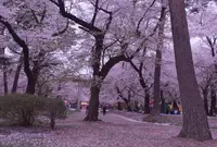 大宮公園の写真・動画_image_27246