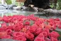 老神温泉 日帰り 湯元華亭の写真・動画_image_31158