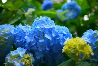 アジサイの里の写真・動画_image_33093