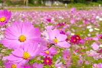 清住コスモス畑の写真・動画_image_46417