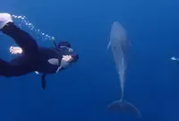 御蔵島ドルフィンツアーの写真・動画_image_47781