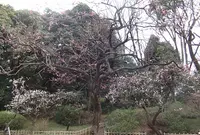 有栖川宮記念公園の写真・動画_image_62900