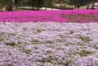 ヤマサ蒲鉾（株）の写真・動画_image_66084