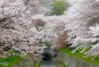 長等山 園城寺（三井寺）の写真・動画_image_75016