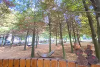 Bald Pine Forestの写真・動画_image_1241733