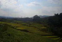 下赤阪の棚田の写真・動画_image_126790