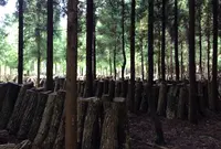 中尾さんちの原木椎茸ホダ場の写真・動画_image_127900