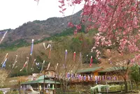 グリーンエコー笠形の写真・動画_image_148402