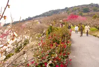 綾部山梅林の写真・動画_image_160784