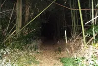 シガイの森の写真・動画_image_188320
