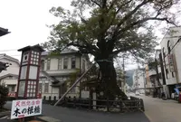 大ケヤキ（木の根橋）の写真・動画_image_197515