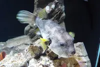 久慈地下水族科学館もぐらんぴあの写真・動画_image_281050