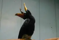 静岡市立日本平動物園の写真・動画_image_301137