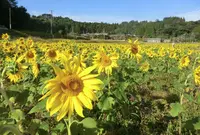 大久保のひまわりの写真・動画_image_451635