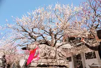 北野天満宮の写真・動画_image_525629