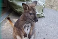 まかいの牧場の写真・動画_image_113913