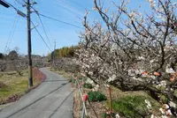 青谷梅林の写真・動画_image_121566