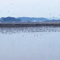 伊豆沼の写真・動画_image_209223