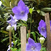 宝泉院の写真・動画_image_85541