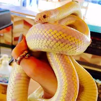 アメリカ村 スネークカフェの写真・動画_image_411729