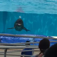 沖縄美ら海水族館の写真・動画_image_29291
