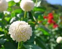 黒川ダリア園の写真・動画_image_48014