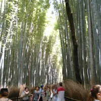 嵯峨野竹林の写真・動画_image_143652