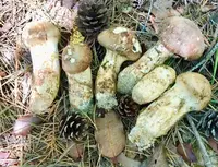 松茸狩りと山里料理を楽しむ会の写真・動画_image_425380