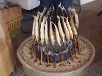 柿の郷くどやまの写真・動画_image_28657