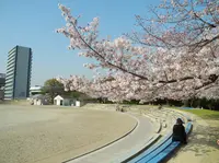 桜の名所の写真・動画_image_32667