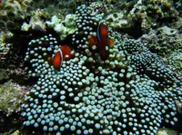 鳩間島アイランドワールドの写真・動画_image_35852