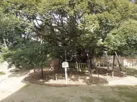 大樹寺の写真・動画_image_58449