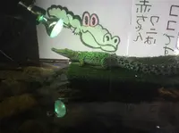 鬼山地獄の写真・動画_image_70904